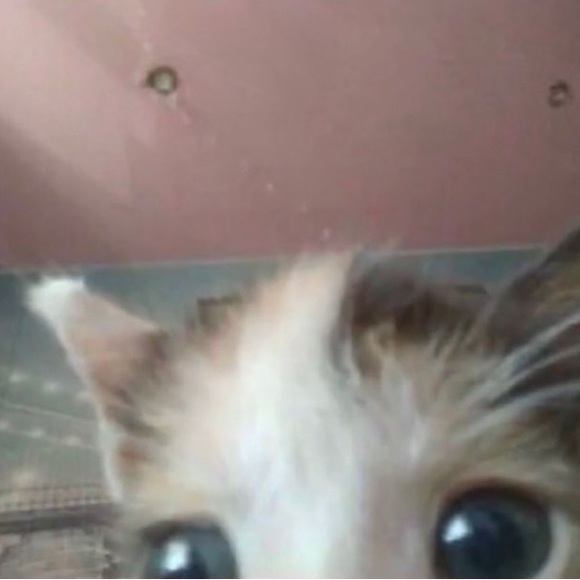 goopyboo